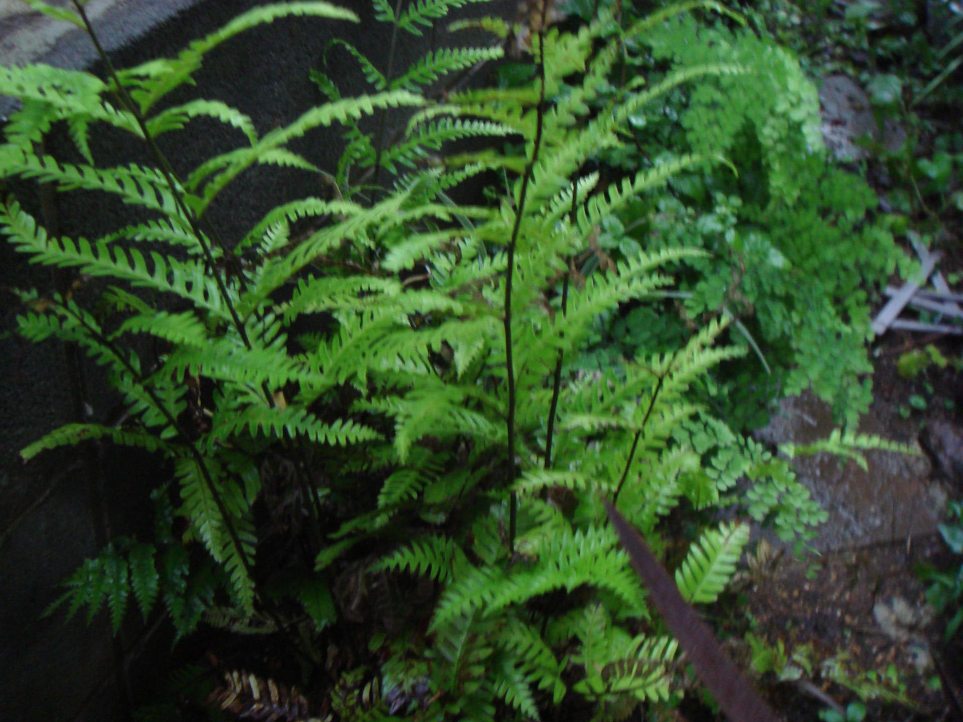 地植え 観葉植物 植物越冬メモ 地植え 観葉植物 植物越冬メモ