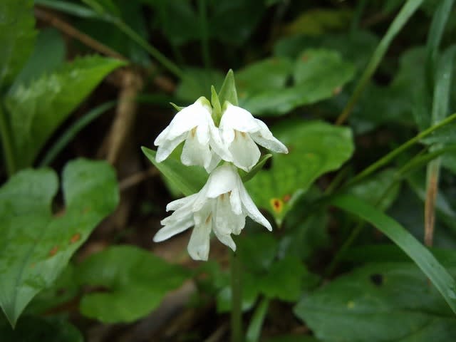 2006.7.18　オトギリソウ（弟切草）蕾み２（山形蔵王花散策） オトギリソウ科。花期：7～9月。草丈：30～60ｃｍ。