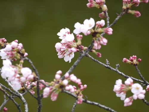 松本城の桜　2012/4/16