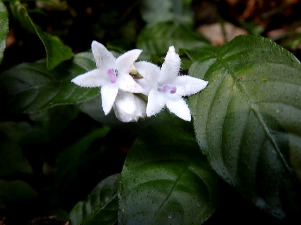 サツマイナモリ コショウノキなど 花遊び 山遊び サツマイナモリ コショウノキなど 花遊び 山遊び