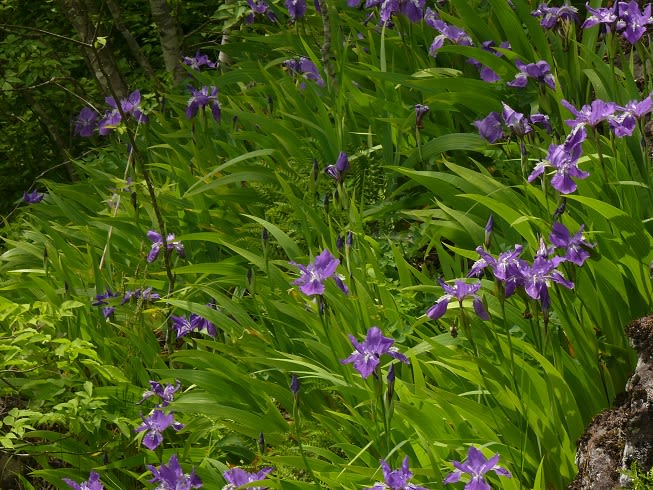 国見山 5 13 紫色の花 みちのくの山野草