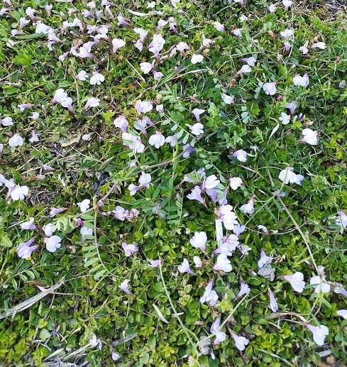 美しい雑草 サギゴケ の花 らいちゃんの家庭菜園日記 美しい雑草 サギゴケ の花 らいちゃんの家庭菜園日記