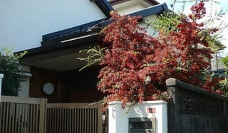 玄関口に咲くピラカンサ、我が家のシンボルです。白い花から青い実となり赤味を増してゆきます。もう少しで真っ赤になり見事です