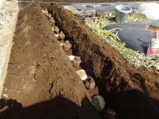 里芋を植え付け ショウガと混植 農ある生活