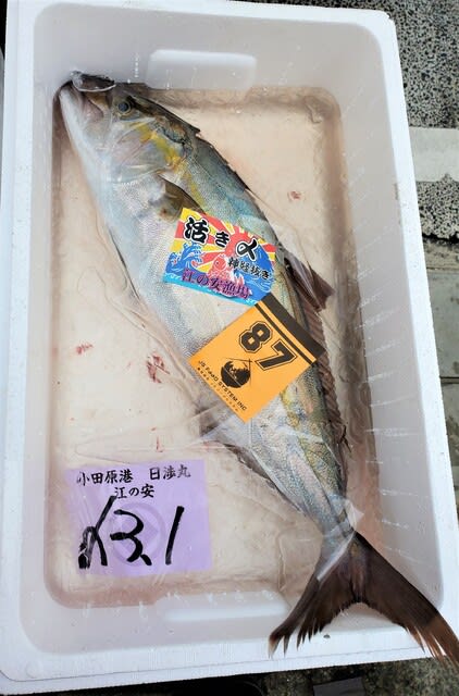 小田原で水揚げされる高級魚カンパチ Jsフードシステム 小田原箱根 美味さんぽ 小田原 箱根グルメブログ