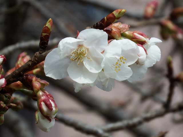 茨城大農学部美しい白い桜 季節の花