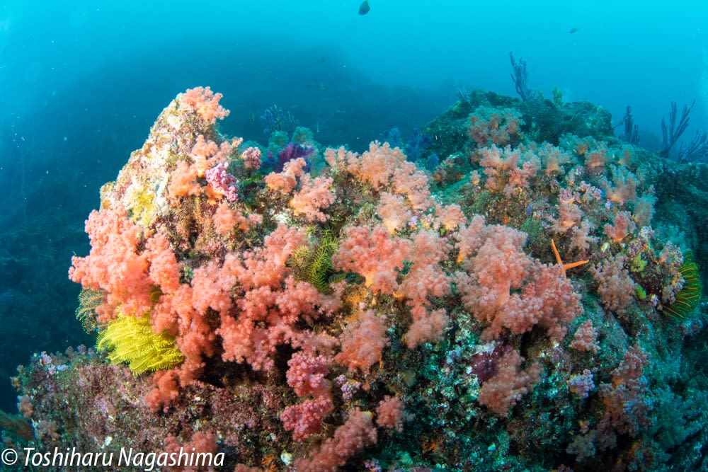 海のお花畑 ウミトサカとヤギ 水中写真家長島敏春の 生命のサンゴ礁 世界のサンゴ礁を撮り続け 自然の素晴らしさを伝えている