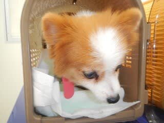 ブリーダー飼育放棄犬 メス3頭の避妊手術済みました 動物の幸せを結ぶ会 里親通信 活動報告 ブリーダー飼育放棄犬 メス3頭の避妊手術済みました 動物の幸せを結ぶ会 里親通信 活動報告