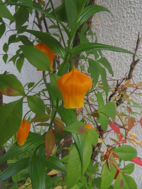 提灯のようなオレンジ色の花をつける サンダーソニア 夏の花 21 040 野の花 庭の花