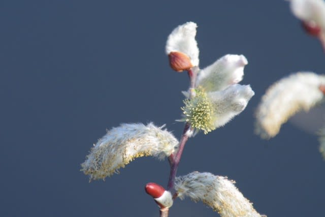 ネコヤナギ 冬に咲く暖かそうな毛の花は2月5日の誕生花 Aiグッチ のつぶやき