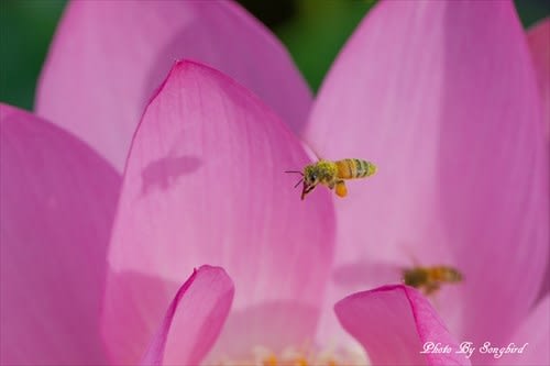 ミツバチはハスの花が大好き さきたま自然日記 別館