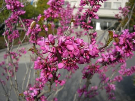 紫荊 はなずおう お花大好き 野鳥大好き