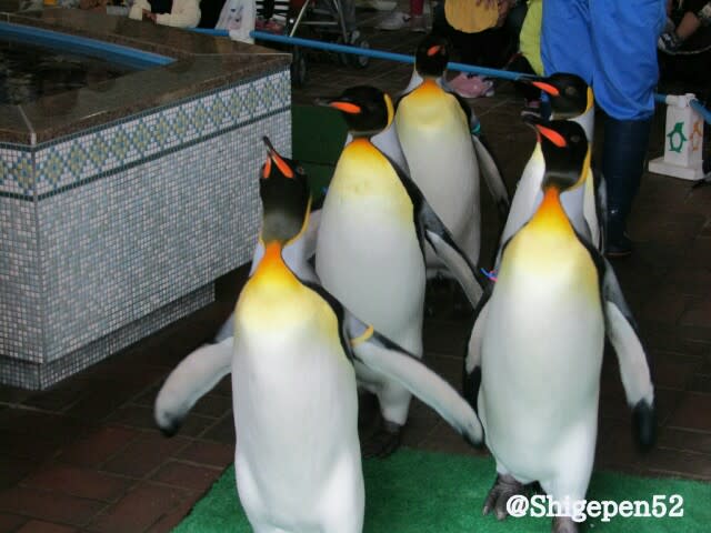 長崎ペンギン水族館を楽しむ 亜南極ペンギン編 長崎ぺんぎん日和
