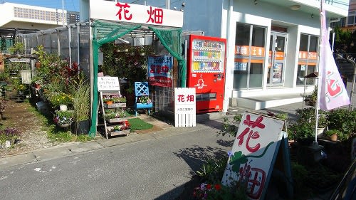 花畑 沖縄良いとこ一度はめんそ れ