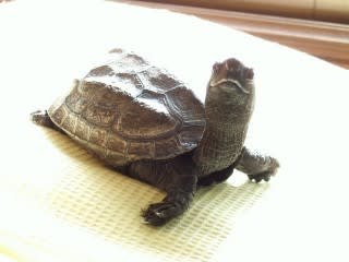 20080214クサ臭2