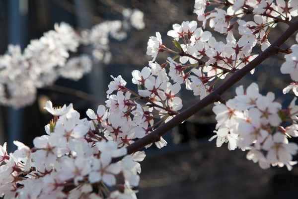 乳母桜 - 気になる植物たち