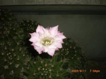 地植えサボテンの花 長盛丸