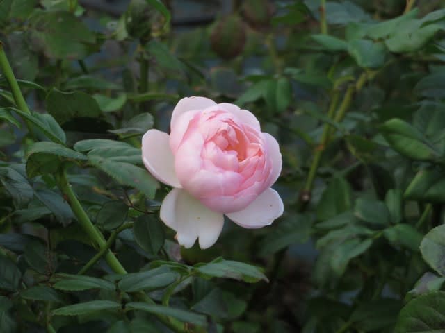 まるで乙女椿のようなバラ チョーサー 薔薇シリーズ216 野の花 庭の花