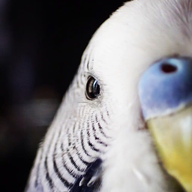 すみれちゃんの下まつ毛 鳥バカ日記