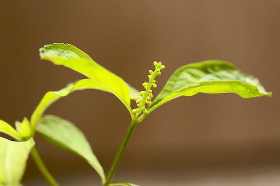 花穂が伸びて蕾が大きくなってきたけれど…… - 京都園芸倶楽部のブログ