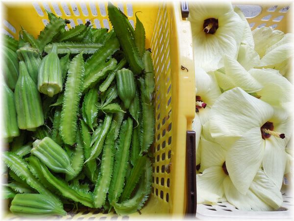 採れたて野菜