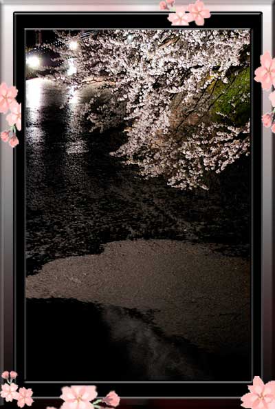お堀の夜桜 ☆彡。.:*:・'゜゜'・:* ♪