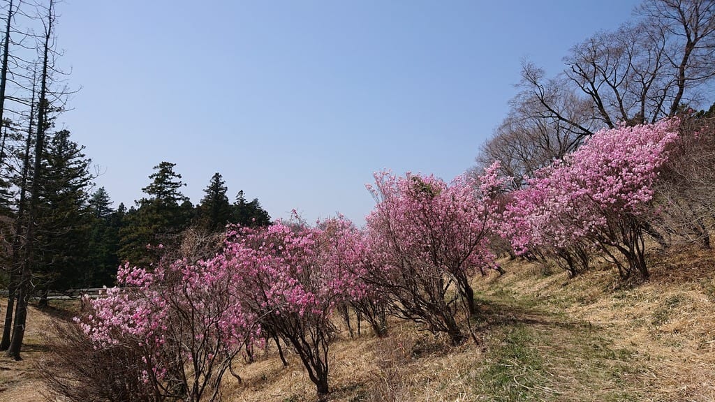 アカヤシオの丘 １ 赤城山ファン