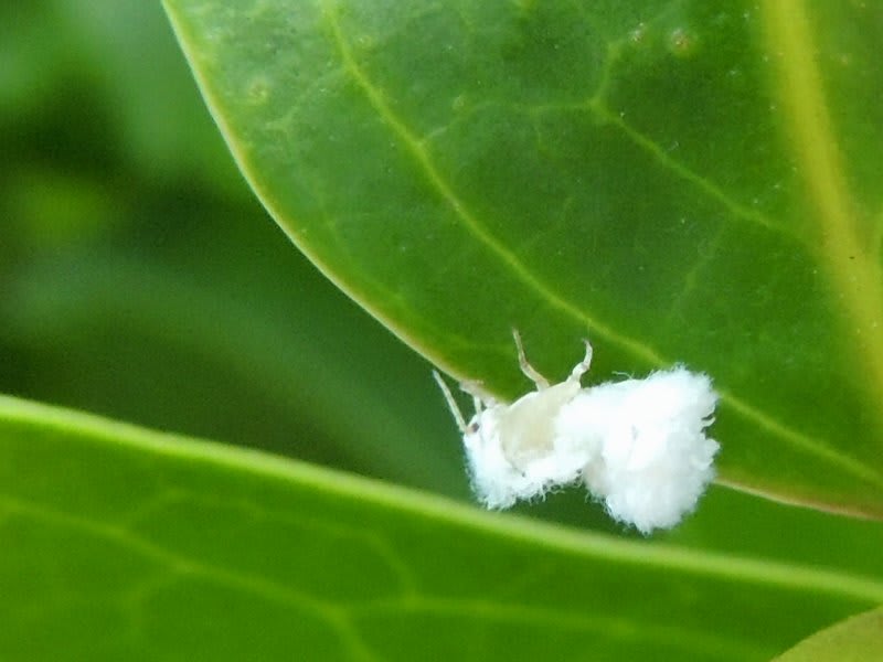 小さな白い虫 ベッコウハゴロモ幼虫 こいもの想い