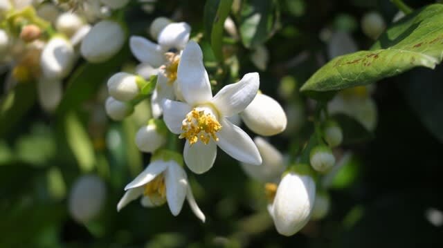 みかんの花が 四季折々