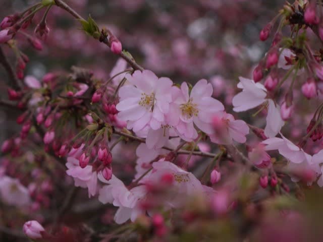 間々田から小山へ 思川の桜を観に行く 道行きロマン 間々田から小山へ 思川の桜を観に行く 道行きロマン