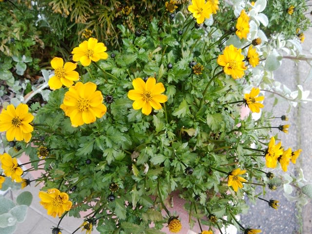 ビデンスの花言葉 Utika西新潟店様 Kmmu Flower Garden ミュウ フラワー ガーデン
