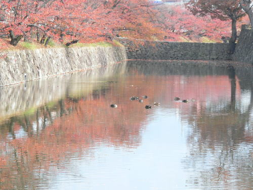 松本城の紅葉　2007/11/9