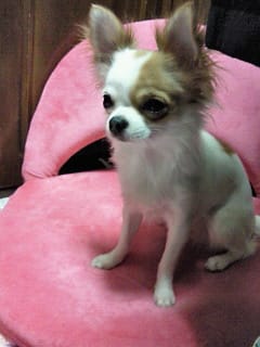 Nec_1293 Nec_1293