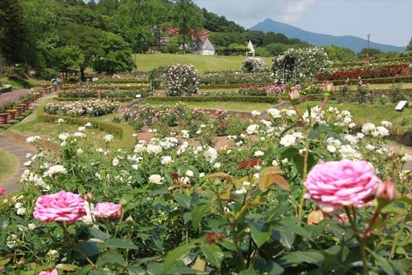 茨城県フラワーパーク 宮の散歩