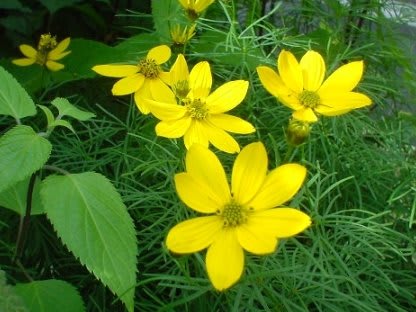 夏の黄色いキク科の花 ｇｏｒｏ ｓ 花 ｄｉａｒｙ