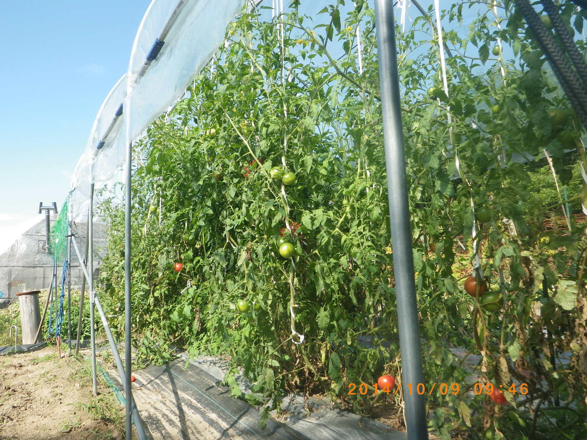 栽培方法の変更を考えさせるぜいたくトマトの現状 畑 野菜の記録