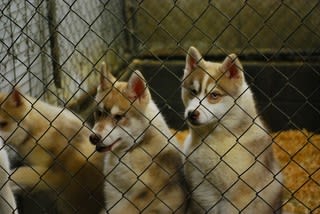 アローバンブー犬舎にお里帰り ハス姉妹は楽し