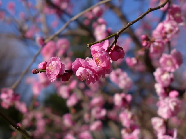 ウメ（未開紅）