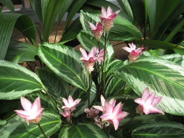 カラテア 熱帯アメリカ原産の観葉植物 花の美しいものも く にゃん雑記帳