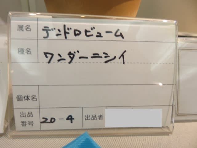 デンドロビウム　’ワンダーニシイ’