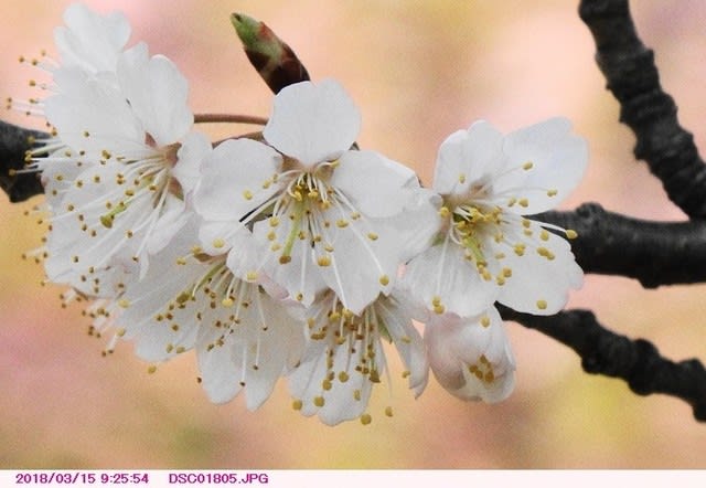 早咲の白い花の桜 河津桜を背景に 葛西臨海公園 都内散歩 散歩と写真