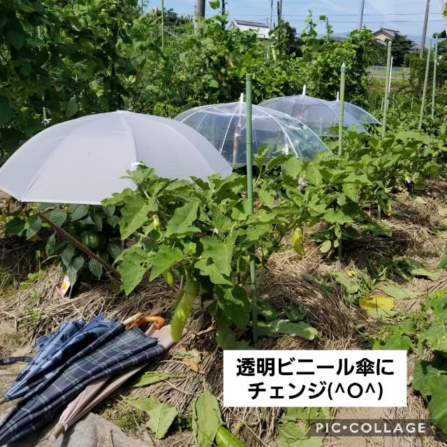 メリーポピンズなトマト カボチャ初収穫 O チュッちゃんとばあ様の菜園日記