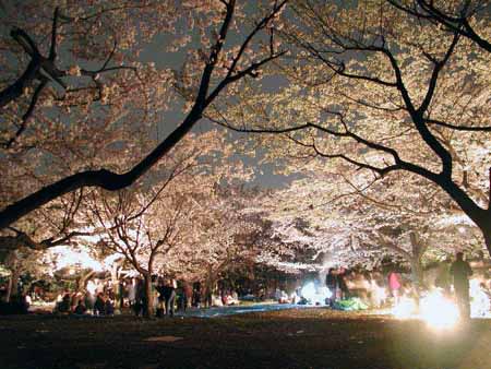 花金の夜桜 ランシモ