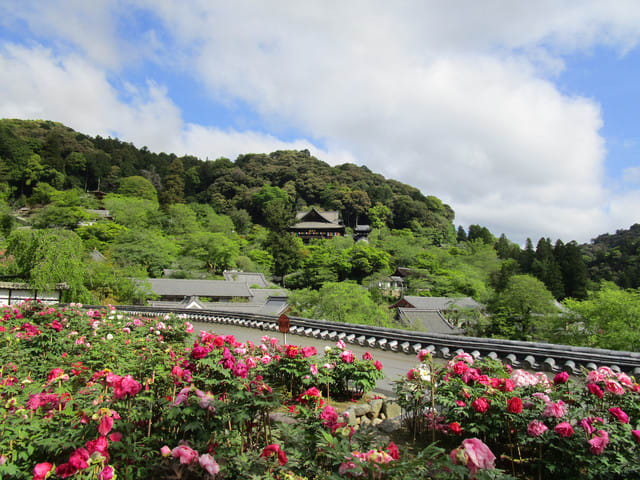 長谷寺の牡丹 咲いたよ 奈良の長谷寺 旅宿 いったん