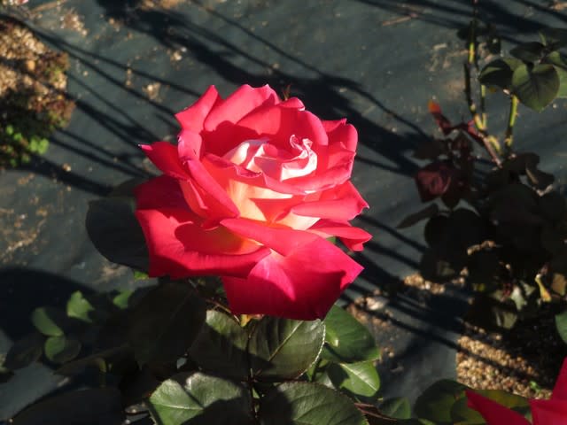 花弁の表は赤だが 裏が黄色を帯びた白という珍しいバラ コロラマ 薔薇シリーズ151 野の花 庭の花
