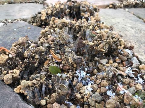 にょきにょきと霜柱 珍しい にょきにょきと霜柱 珍しい