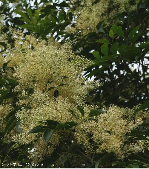 シマトネリコ 沖縄トネリコ 花と翼果 里山コスモスブログ