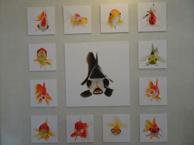 踊る金魚展二 二 京の昼寝