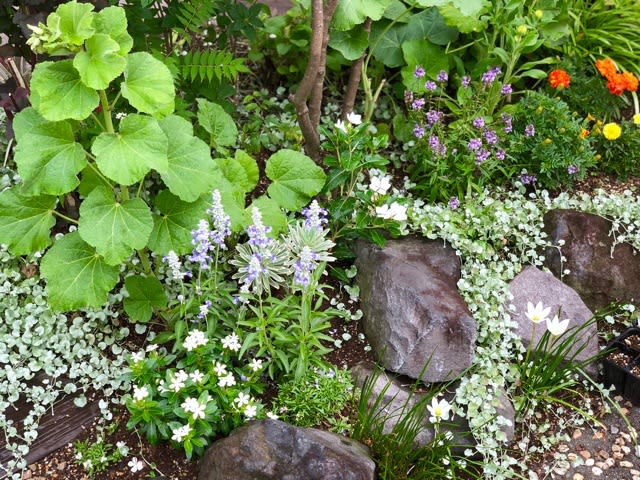 ゲラニウム ロザンネイとグランドカバー 雑木と宿根草とクレマチスの小さな庭づくり