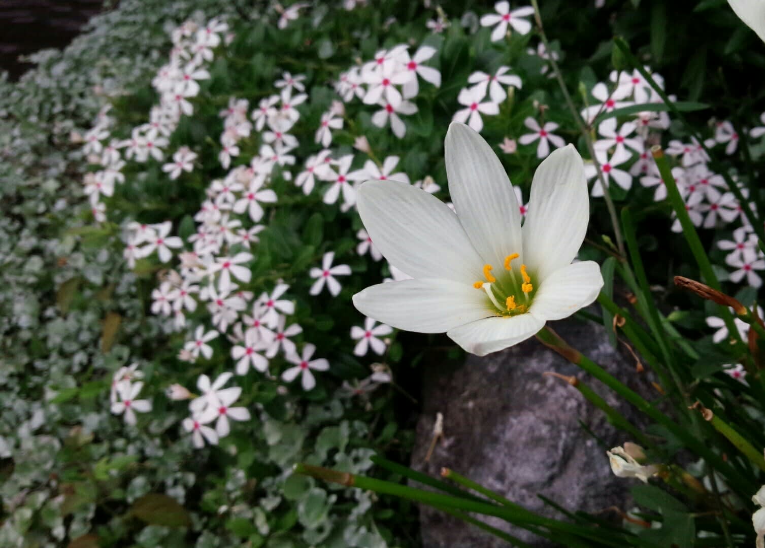 小さな庭の白い花 雑木と宿根草とクレマチスの小さな庭づくり